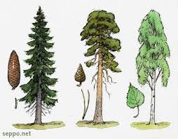 Kuvahaun tulos haulle mÃ¤nty