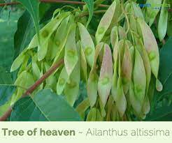 May 16, 2021 · mature tree of heaven trees also grow root suckers. Tree Of Heaven Facts And Health Benefits