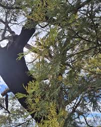 Image result for Acacia mearnsii