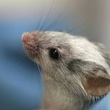 It will be a mouse with enough human genes so that it can be compatable for grafting. Laboratory Mouse Wikipedia