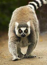 Ring Tailed Lemur At Monkey World Monkey World Monkey Pet Birds