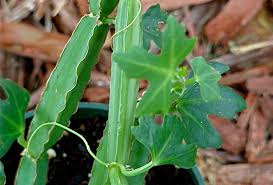 Image result for Duosperma quadrangulare