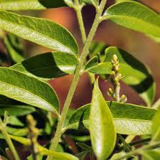 Image result for Sapindus saponaria