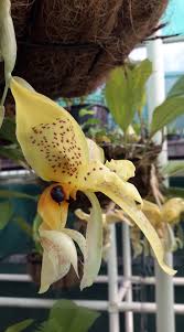 Image result for Felicia muricata