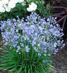 Blue Storm Agapanthus In Full Bloom Decoration Jardin Decoration Plantes Interieur Jardin Bleu