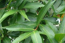 Image result for Syzygium jambos