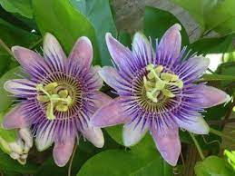 How To Harvest And Prepare Passionflower Ehow Passion Flower Passion Vine Passion Flower Tea