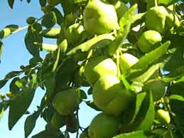 Agent (53) manufacturer (39) importer (29) buying. Chinese Apple Tree Youtube