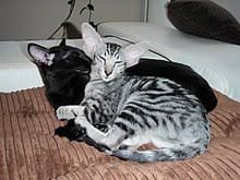 A compilation showcasing teddy's talent for honking instead of meowing. Oriental Shorthair Wikipedia