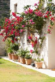 What Greek Gardeners Know A Mediterranean Climate Requires You To Embrace Extremes Dry Summers Wet Winter Mediterranean Garden Greek Garden Planting Flowers