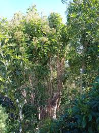 Image result for Nuxia floribunda