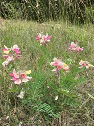 Image result for Tephrosia reptans