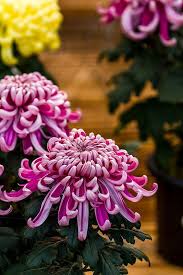 Epingle Sur Crizanteme