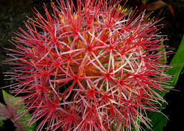 Image result for Scadoxus multiflorus