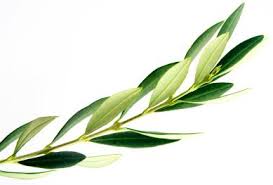 How Olive Oil Is Made Olive Trees Harvesting Cold Pressed Olive Oil Olive Tree Tattoos Tree Branch Tattoo Olive Tree