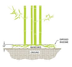 If running bamboo were going to take over the world, it would have done so thousands of years ago. Bamboo Botanicals Controlling Bamboo Spread Bamboo Containment