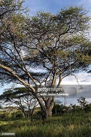 Image result for Acacia xanthophloea