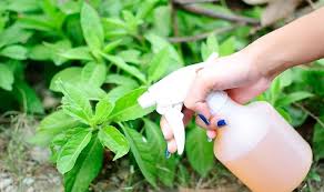 Aspirin is good at thinning your blood, if ewe have like. Does Aspirin Help Plants Grow Here S A Quick Way To Increase The Growth Of Your Plants