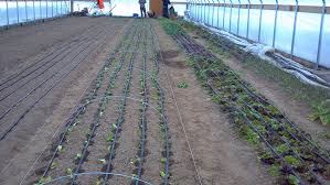 High Tunnels Use and Farm to School in the Upper Midwest