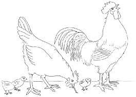 Dessins De Coq A Colorier Coq Dessin Poussin Dessin Dessin
