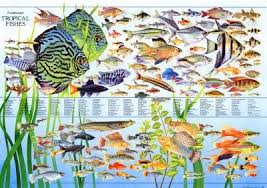 Aquaticszone List Of Freshwater Community Tropical Fish Part Ii