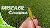 Scotts diseaseex many suggest spraying the lawn with water before applying, and letting sit at least a half hour before watering in because of this. Scotts Disease Ex How To Treat Fungus In The Lawn Youtube