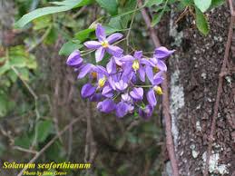 Image result for Solanum seaforthianum
