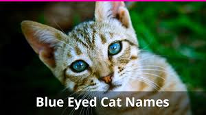 We named our orange tabby after him. 250 Of The Best Blue Eyed Cat Names For Male And Female Kitties