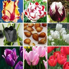 Zlking 1 Pcs Tulip Bonsai Bulbs Not Tulip 19 Colors Available Tulips Variety Fresh Bulbous Root Flower Corms P Flower Bulbs Garden Bulb Flowers Tulip Seeds