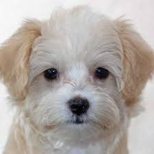 We did not find results for: Morkies Heavenly Puppies