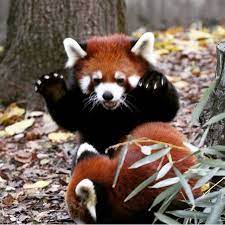 16 Red Pandas Who Are Living Their Best Life Red Panda Red Panda Cute Red Panda Baby