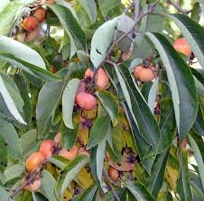 Image result for Diospyros squarrosa