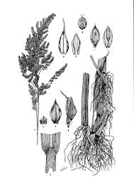 Image result for Microchloa kunthii