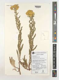 Image result for Kotschya stolonifera