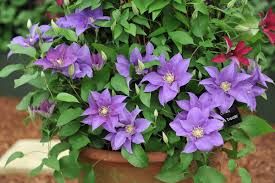 Image result for Clematis costata