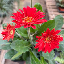 Image result for Gerbera