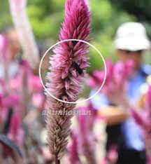 Pokok bunga balung ayam merupakan tumbuhan hiasan jenis berbunga yang berasal dari brazil. Sitnoolo Blogspot Com Tips Tanaman Bunga Balung Ayam Kelulut Suka Sitnoolo Blogspot Com Sitnoolo Blogspot Com Sitnoolo Blogspot Com