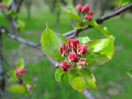 1695 безплатни снимки на flowering fruit trees. Flowering Fruit Trees Spring Sad Free Photo On Pixabay