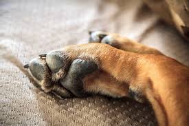 Dog Feet Smell Like Corn Chips The Secret Behind Frito Feet The Dogington Post In 2020 Dog Paws Dog Care Feet Smelling