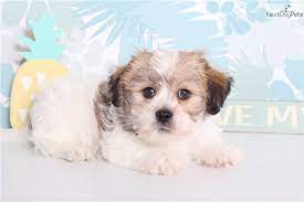 Maybe you would like to learn more about one of these? Kyle Shichon Puppy For Sale Near Ft Myers Sw Florida Florida D52fcf1b 1b31 Shichon Puppies Puppies Puppies For Sale