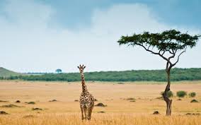 Giraffe Savannah Desert 6937915 Giraffe Pictures Wild Giraffe Wildlife Wallpaper