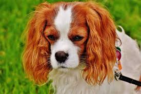 Pour continuer à le garder proche de soi, certains veulent une inhumation dans le jardin, d'autres préfèrent l'incinération. Peut On Enterrer Son Chien Dans Son Jardin Conseils Et Astuces