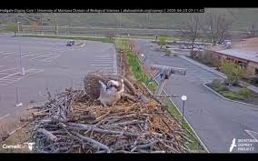 @hefercas video Tweet