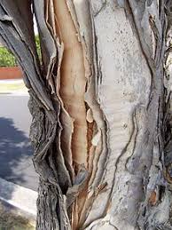 Birch Tree Bark And Stone Coupon Melaleuca Quinquenervia Nature Patterns In Nature Beautiful Tree