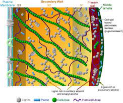 We did not find results for: Molecules Free Full Text Supramolecular Self Assembled Chaos Polyphenolic Lignin S Barrier To Cost Effective Lignocellulosic Biofuels Html