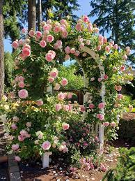Eden Climber Rose Garden Design Climbing Roses Climbing Flowers