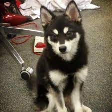 70 Best Alaskan Klee Kia Ideas Alaskan Klee Kai Alaskan Dogs