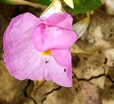 Image result for Siphonochilus kirkii - yellow-flowered form