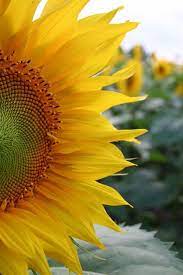 Sunflower Sunflowers And Daisies Flower Field Beautiful Flowers