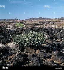 Image result for Acacia brevispica